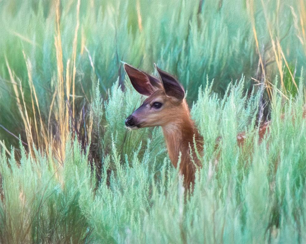 Mule deer fawn dreamscape