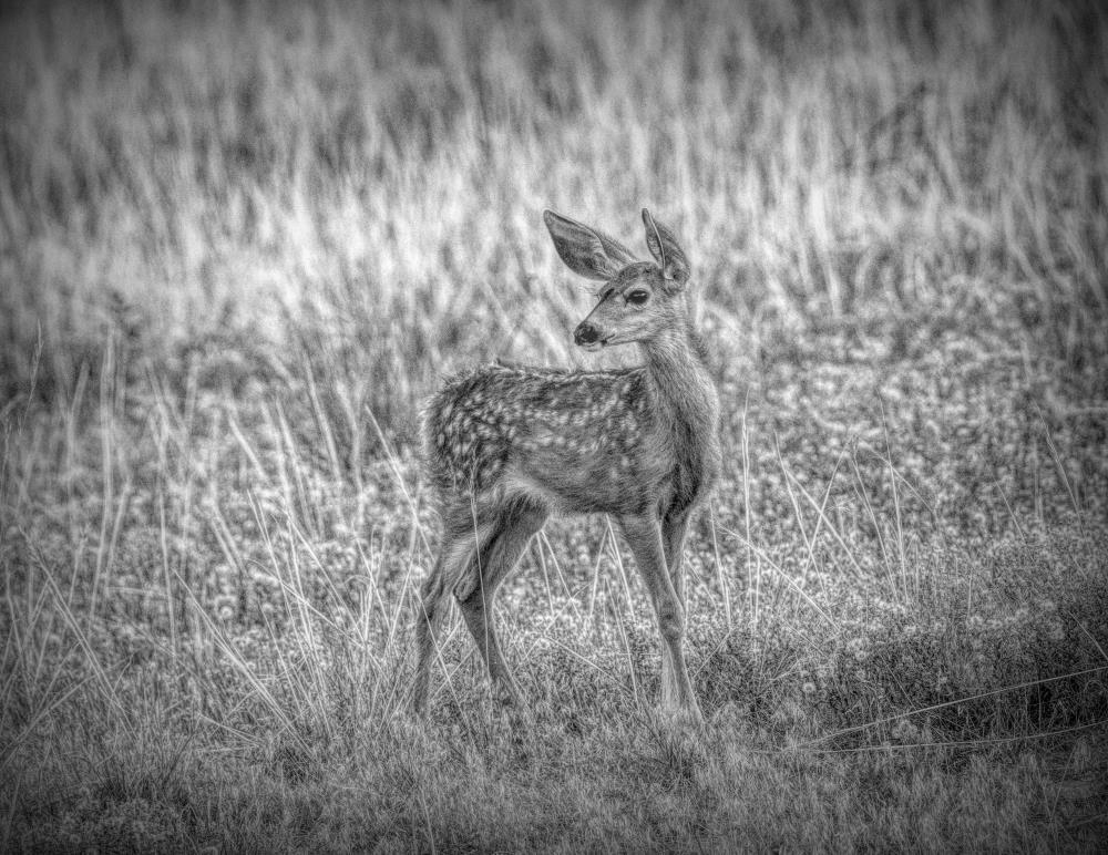 Monochrome fawn