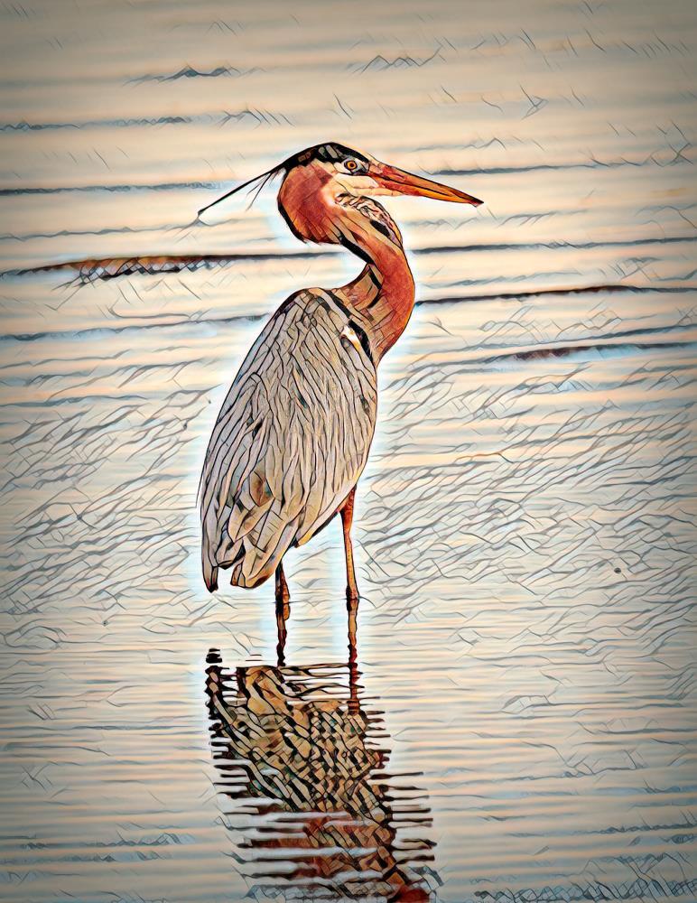 Tricolored Impression